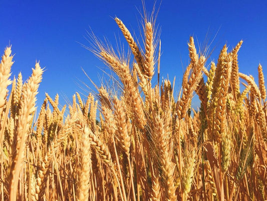 Should you be eating Wheat? Here's the science...-Gutology