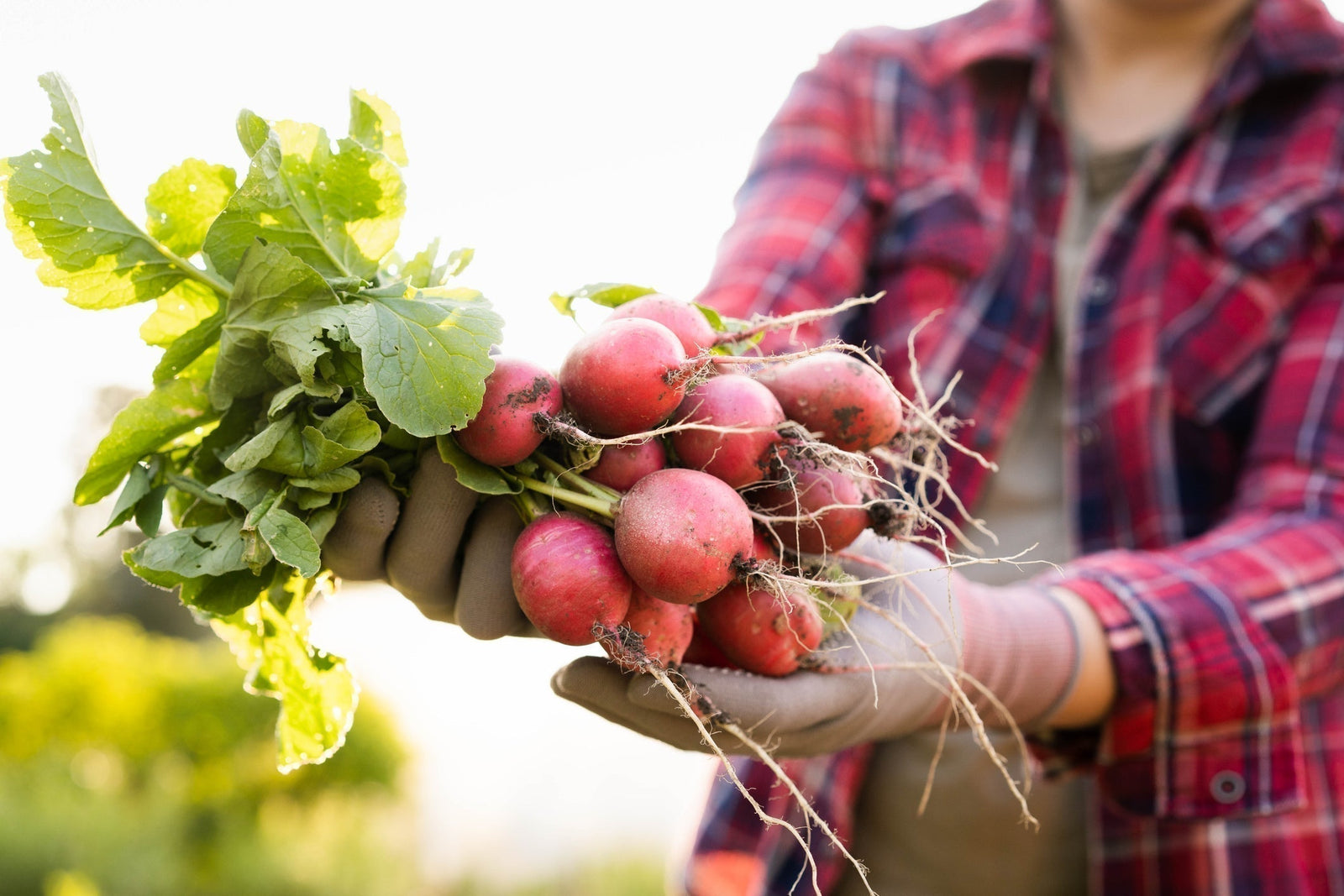 Dirty Dozen &amp; Clean 15 – Bio leicht gemacht